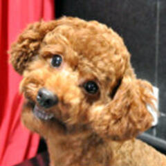 miumiu_hu miumiu_hu