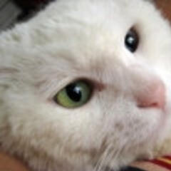 胡大猫 胡大猫